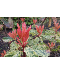 Photinia serratifolia Pink Crispy